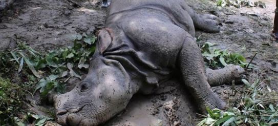 poisonous-food-causes-deaths-of-three-rhinos-in-cnp